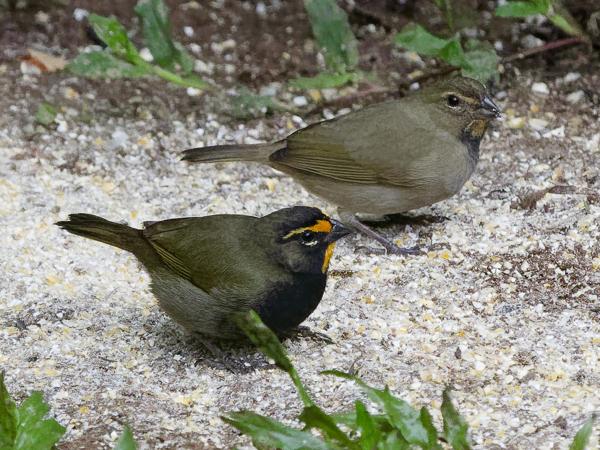 <h3>Tiaris olivaceus / Yellow‑faced grassquit / Grote cubavink</h3>OM-1 Mark II with OLYMPUS M.150-400mm F4.5 TC, 1/800 sec at F5.6, ISO 10000, distance 13.5 m